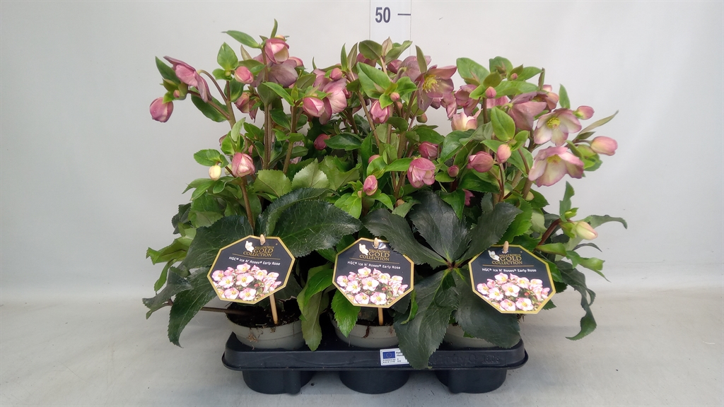 Helleborus Hgc Ice N' Roses Rose 13Ø 35cm