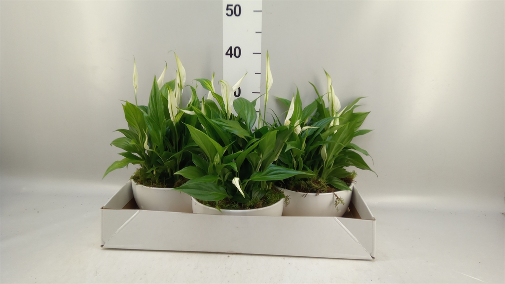 Spath Pearl Cupido 20Ø 35cm