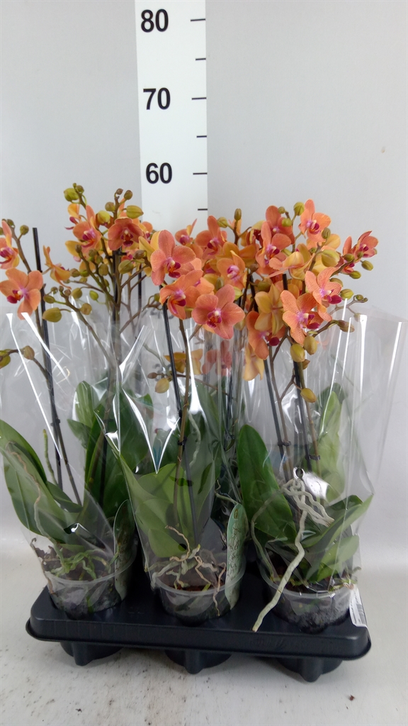 Phalaenopsis Multiflora Sunset Love 12Ø 47cm 2st