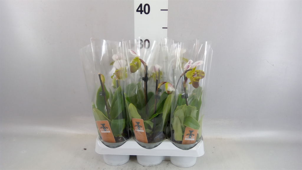 Paph Overig 9Ø 25cm