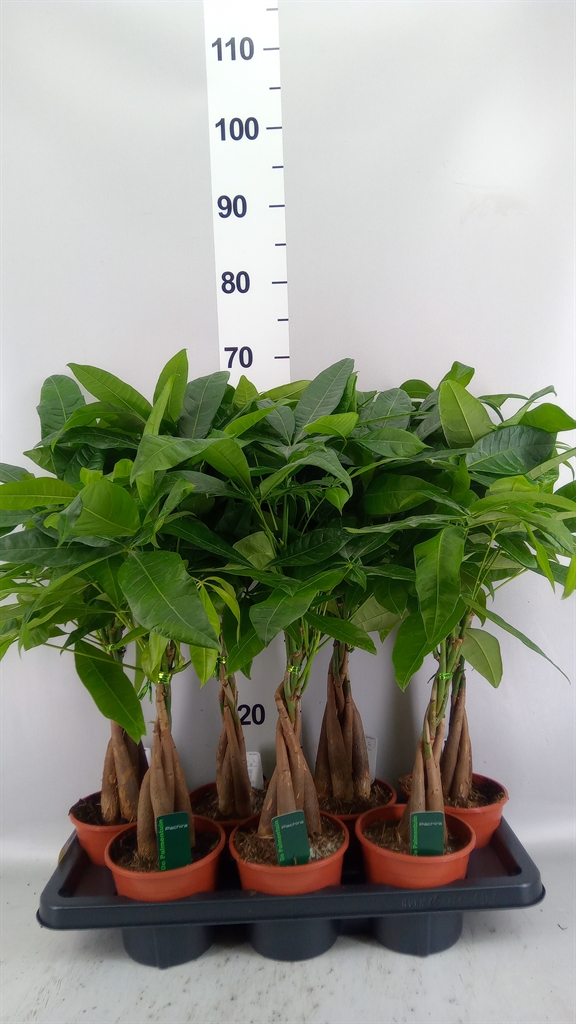 Pachira Aquatica 14Ø 65cm
