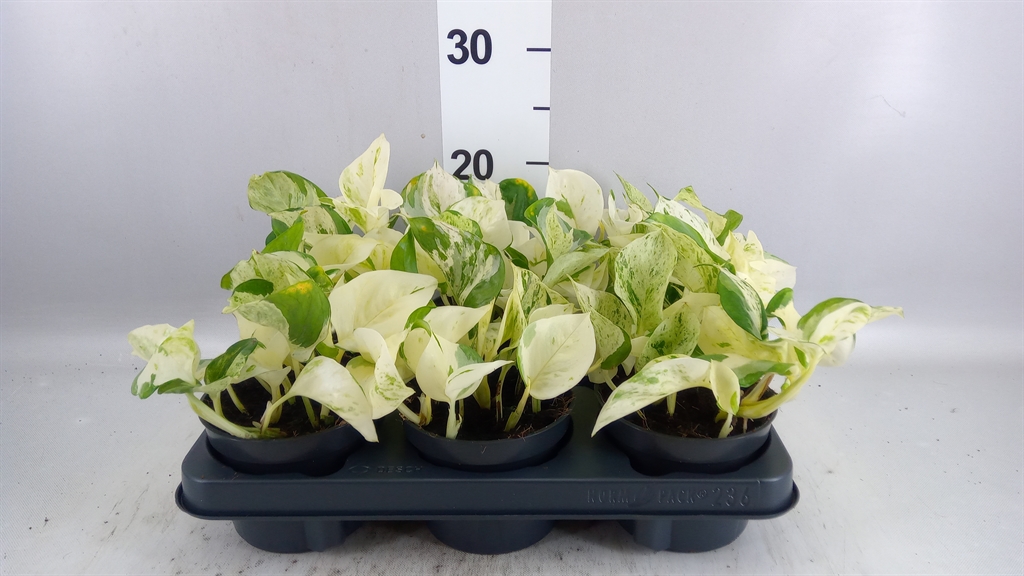 Epipremnum Happy Leaf 12Ø 20cm