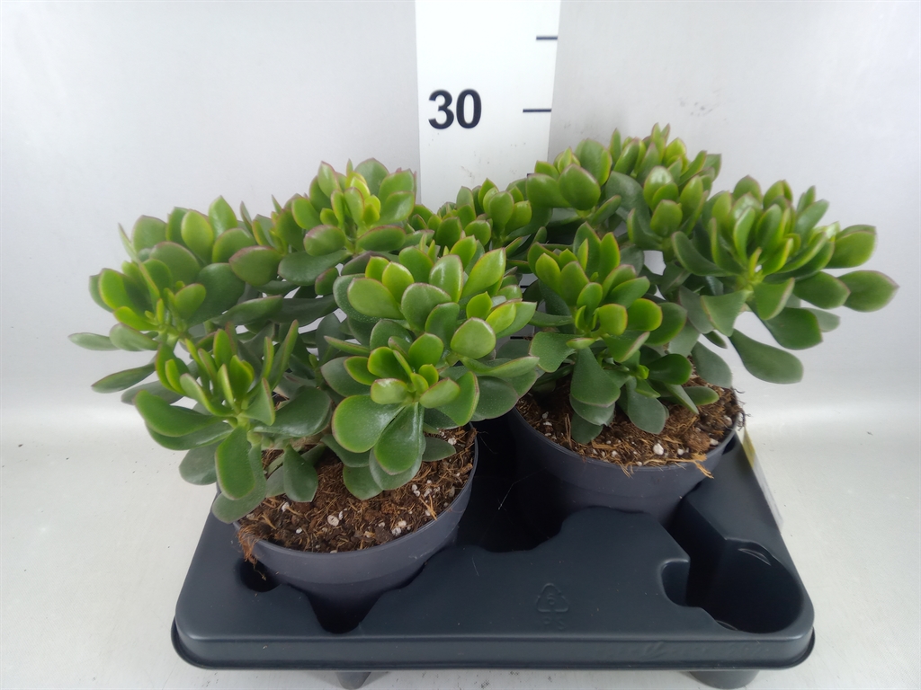 Crassula Minova Magic 17Ø 30cm