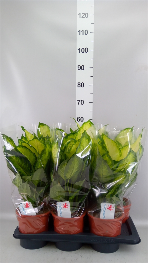 Dieffenbachia Camilla 17Ø 55cm