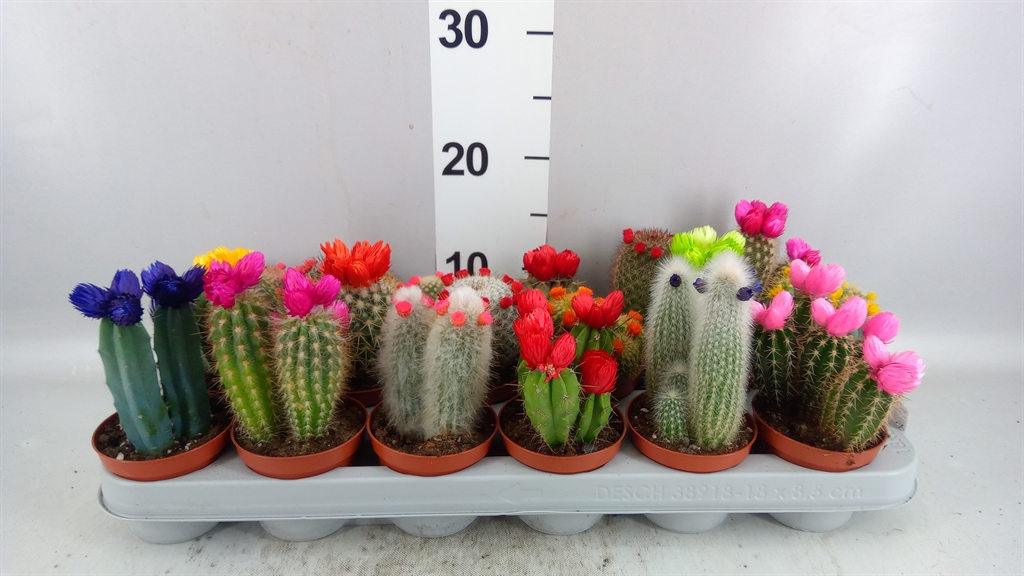 Cactus Decorated 8Ø 12cm