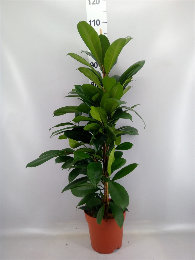 Ficus Cyathistipula 21Ø 95cm