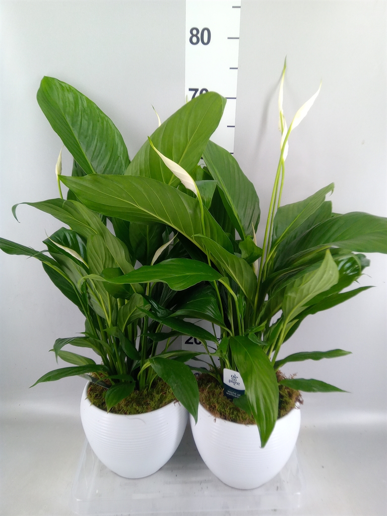 Spathiphyllum Bingo Cupido 17Ø 70cm
