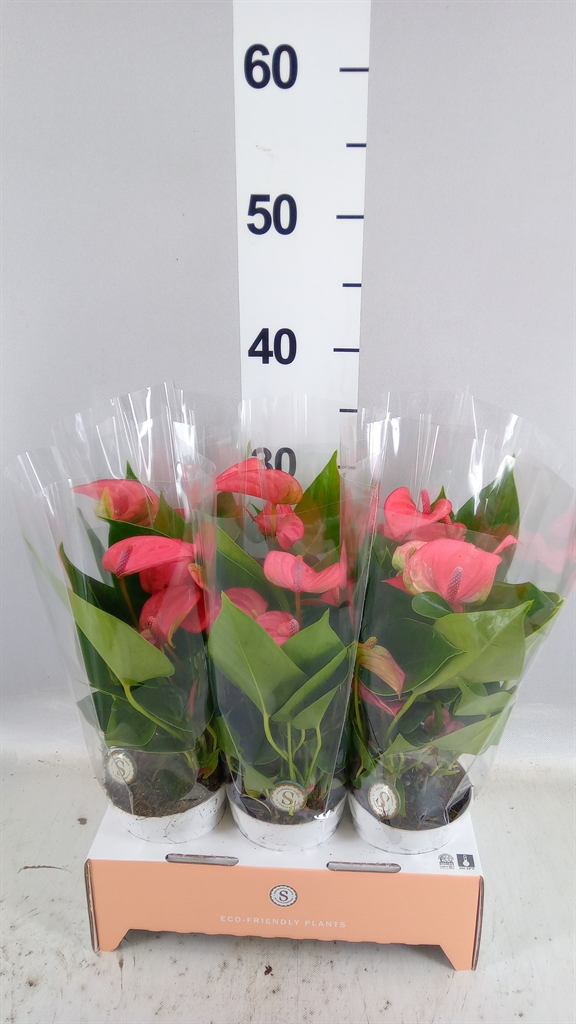 Anthurium Pink Champion 9Ø 30cm