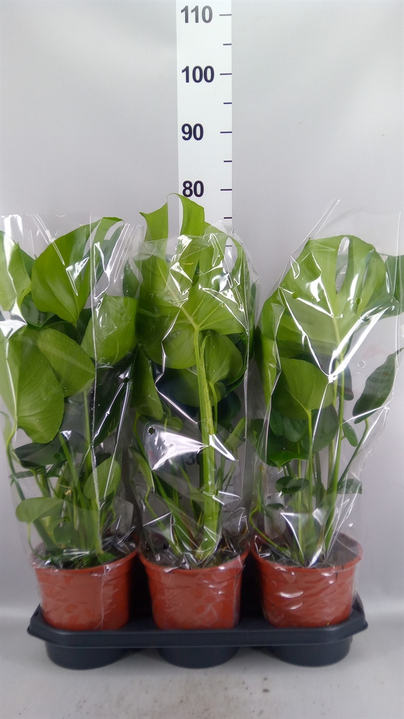 Monstera Deliciosa 19Ø 75cm