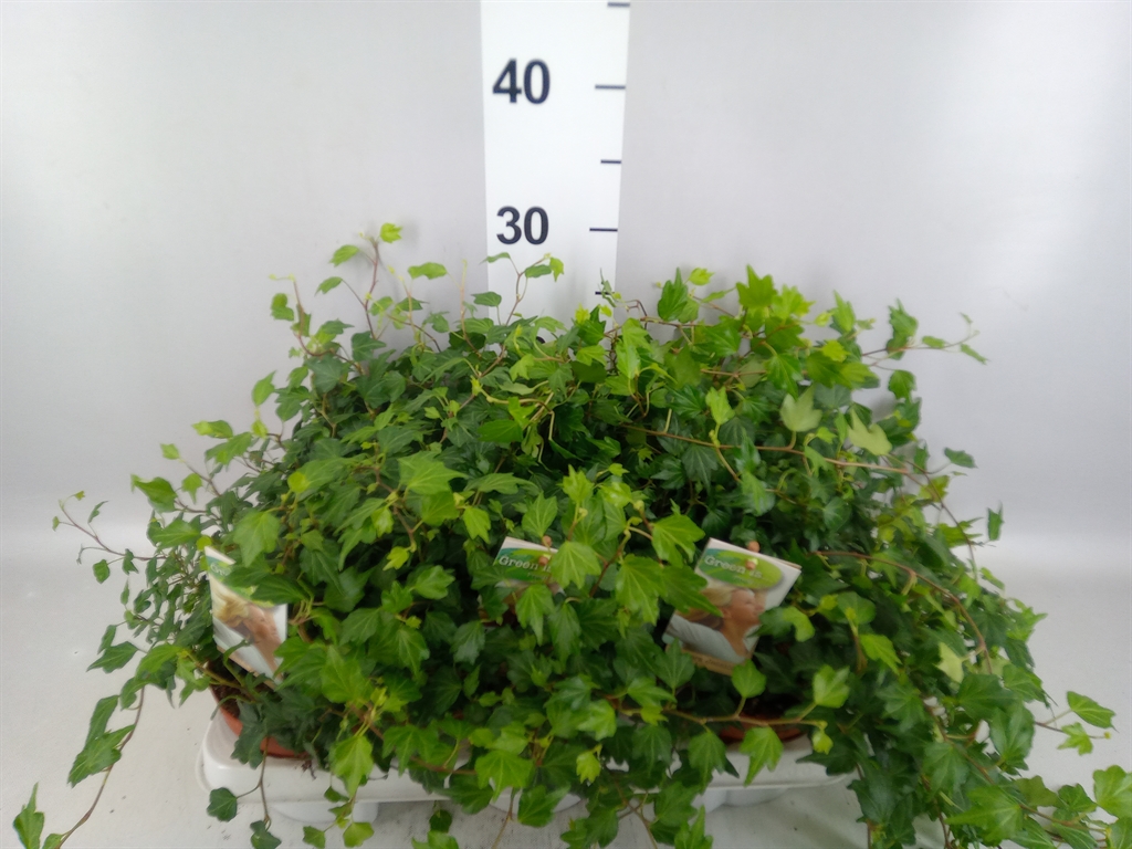 Hedera Helix Jessica 13Ø 15cm