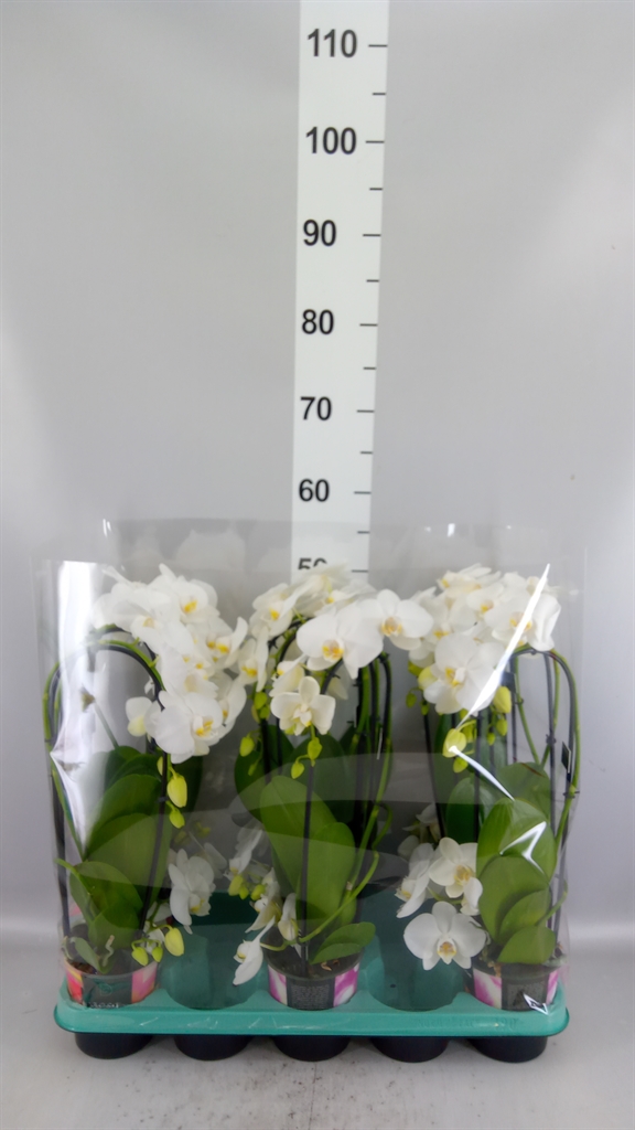 Phalaenopsis White 2 Stem 12Ø 20cm