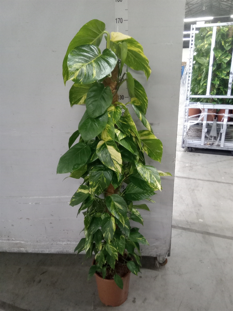 Epipremnum Moss Stick 27Ø 150cm