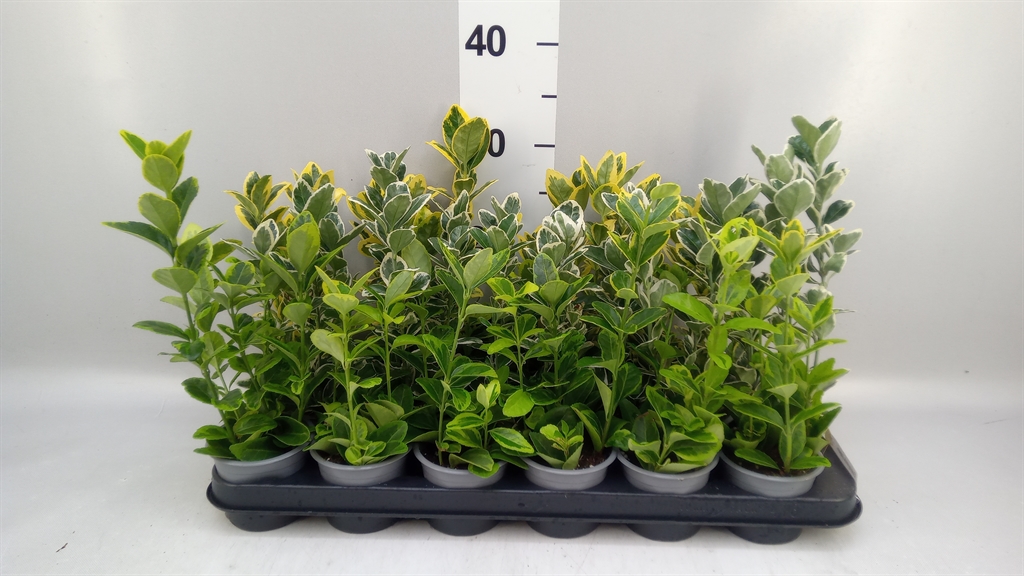 Euonymus Mix 9Ø 19cm