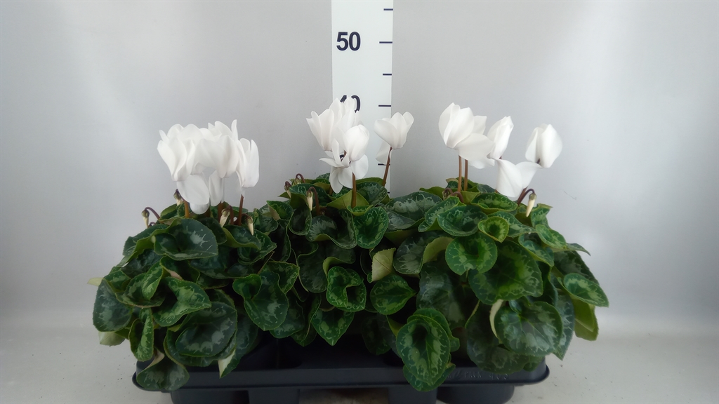 Cycl Gr Halios 17Ø 30cm
