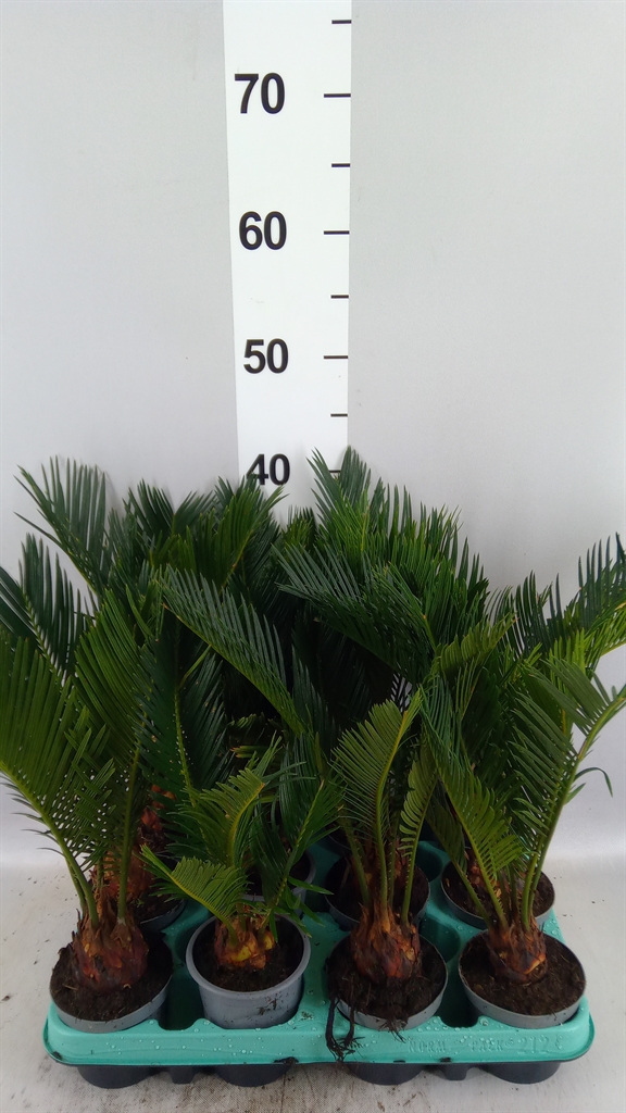 Cycas Revoluta 9Ø 30cm
