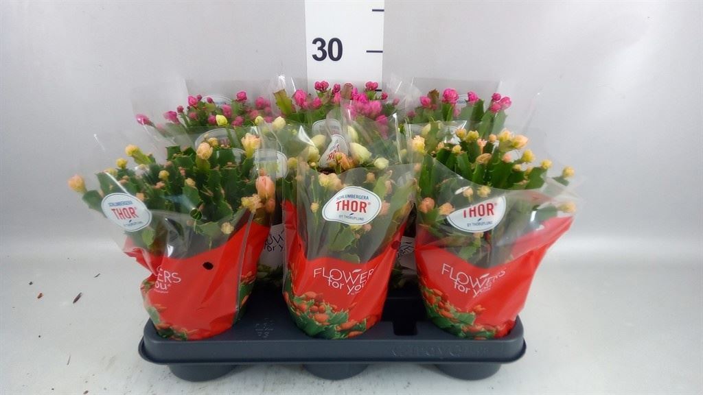 Schlumb Overig 11Ø 30cm