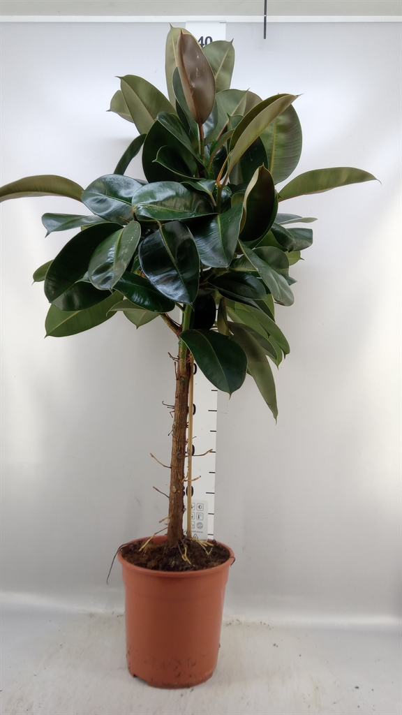 Fic Overig 24Ø 120cm