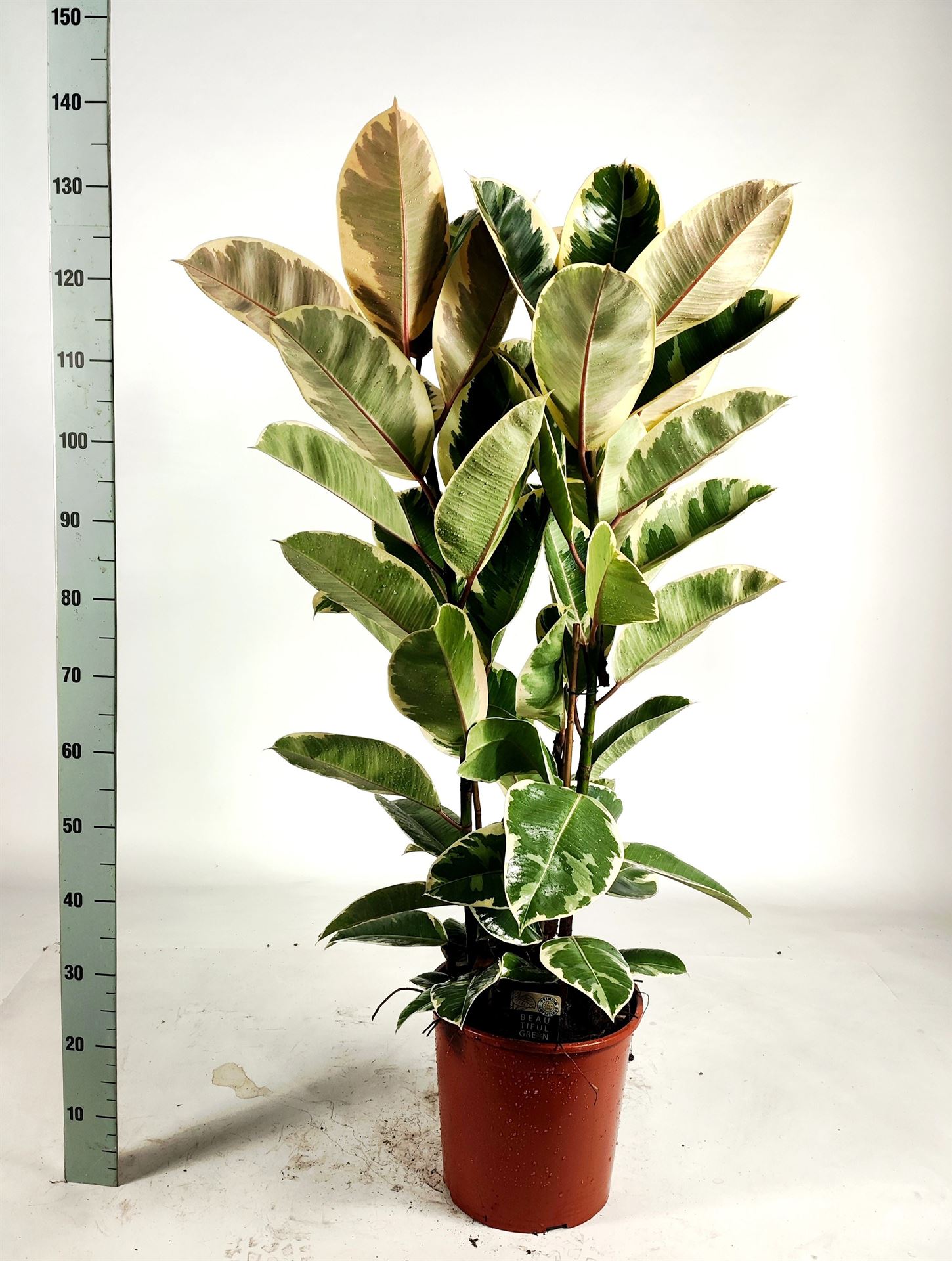 Ficus Tineke 30Ø 135cm