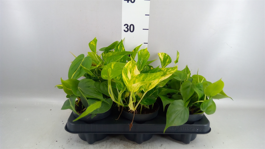 Epipermnum Mix 12Ø 25cm