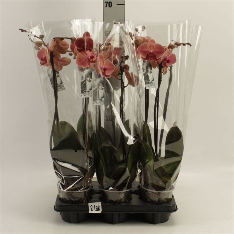 Phalaenopsis Narbonne 12Ø 55cm 2st