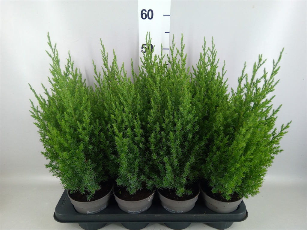 Juniperus Stricta 13Ø 55cm