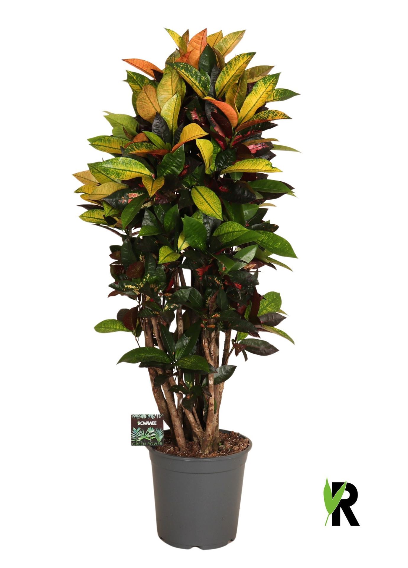 Codiaeum Small Leaf Mrs Iceton 24Ø 110cm