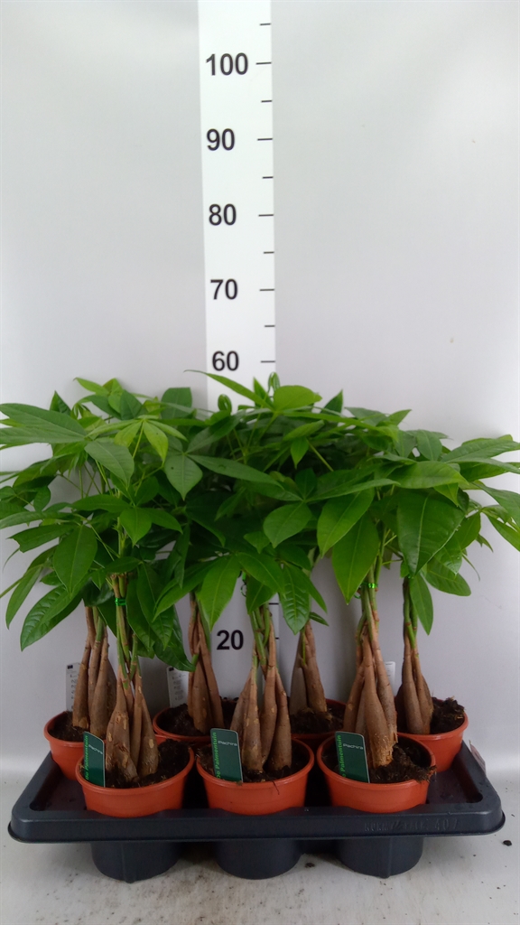 Pachira Aquatica 14Ø 55cm