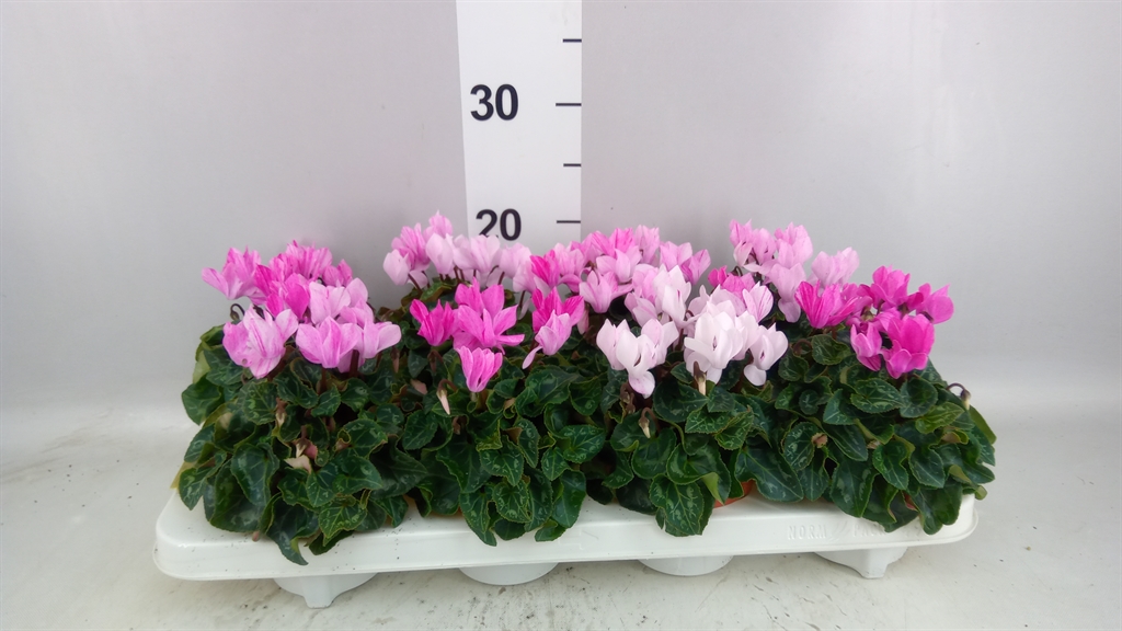 Cyclamen Super Serie Crayon 10Ø 20cm
