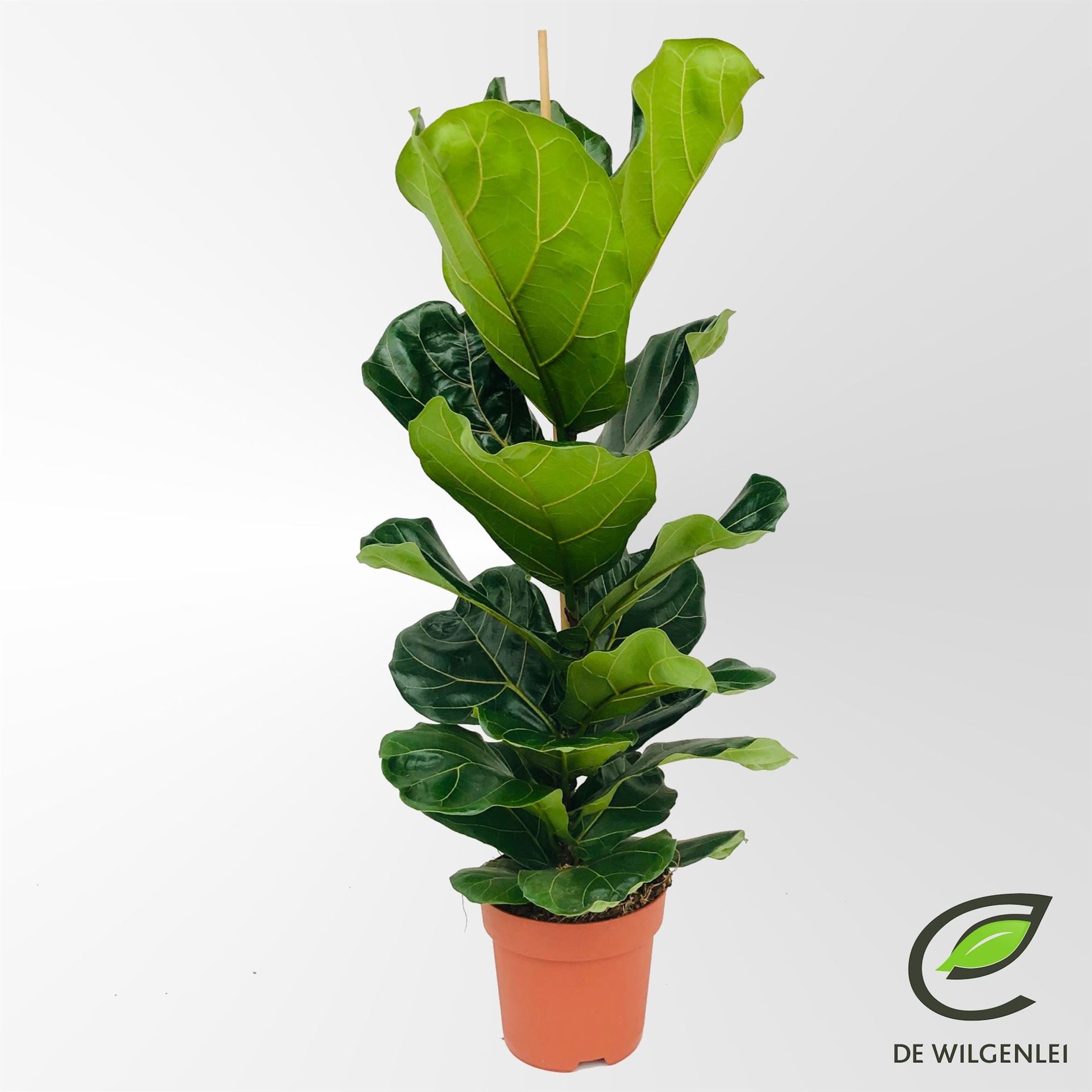 Ficus Lyrata 21Ø 105cm