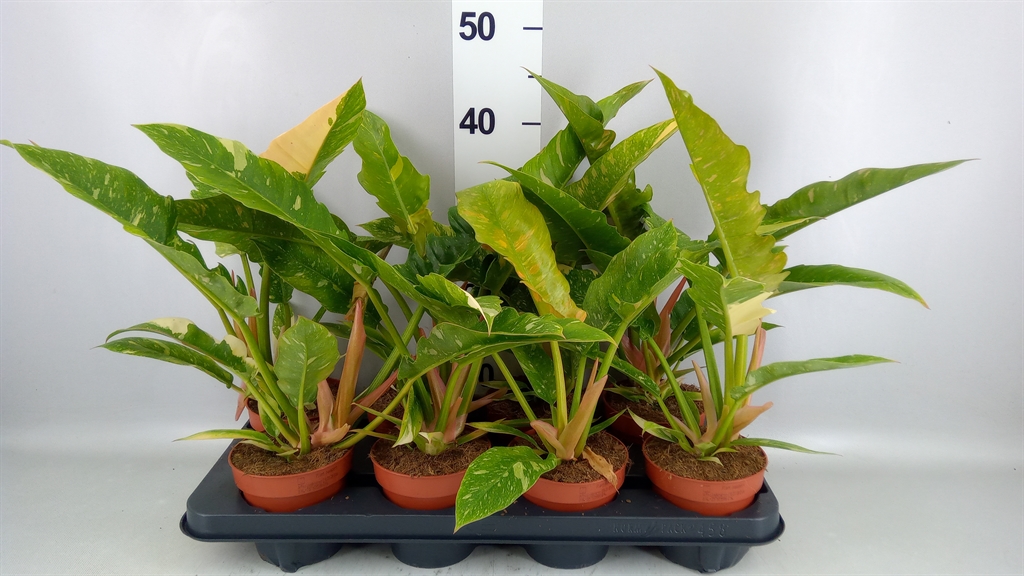 Philodendron Ring Of Fire 12Ø 40cm