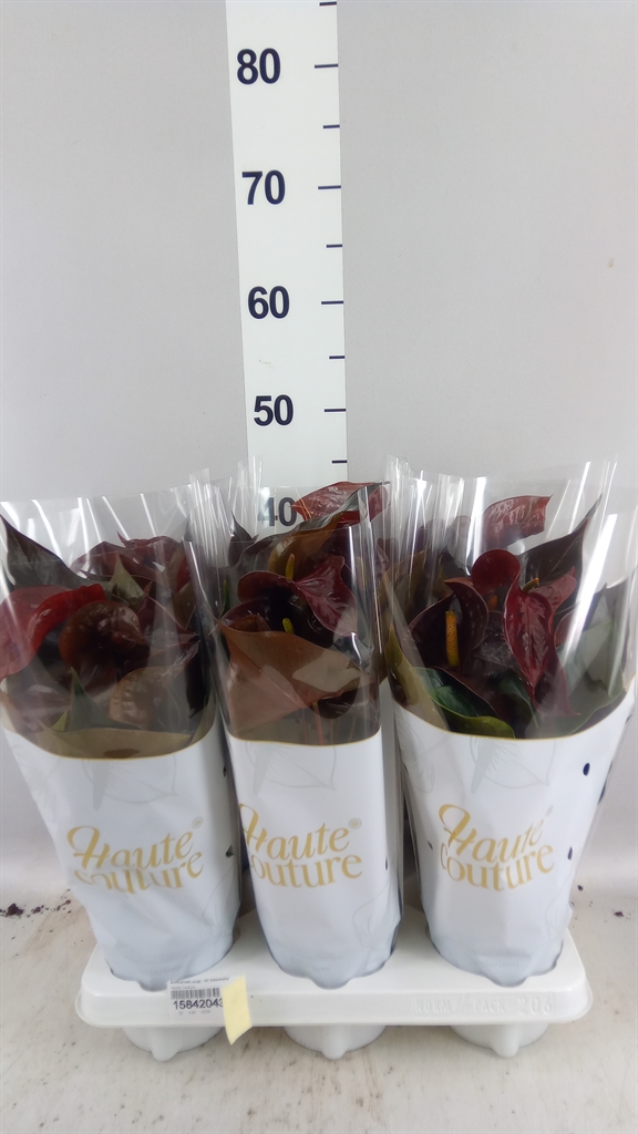 Anthurium Floriclone Cinemato 12Ø 40cm