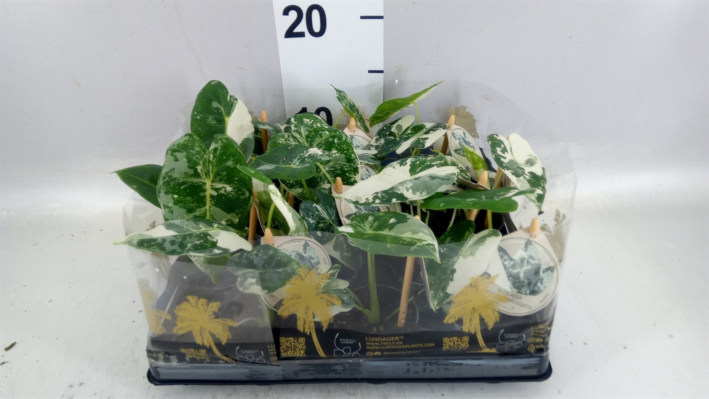 Alocasia Freydyk 6Ø 15cm
