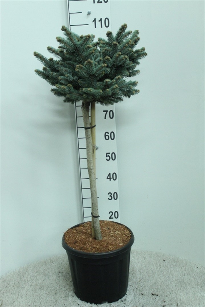 Pice Pu Glauca Globo 32Ø 100cm