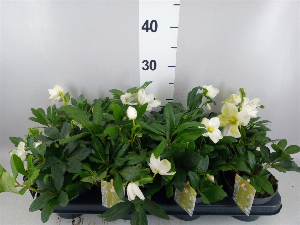 Helleborus Advent Star 12Ø 25cm