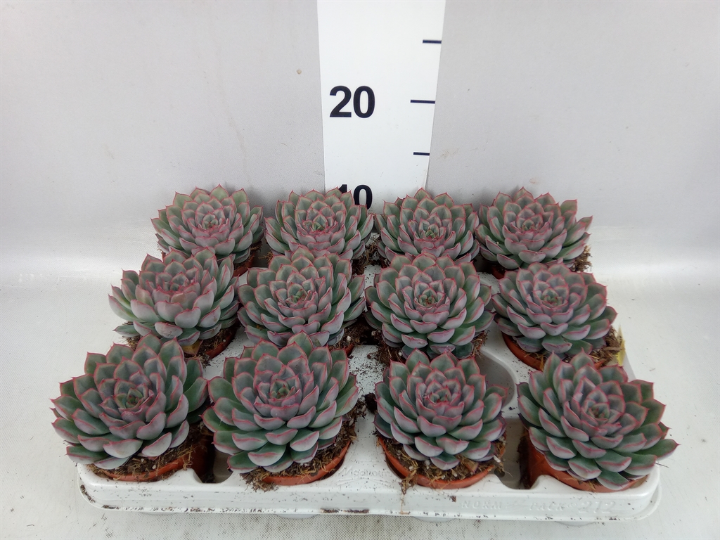 Echeveria Hercules 8Ø 10cm