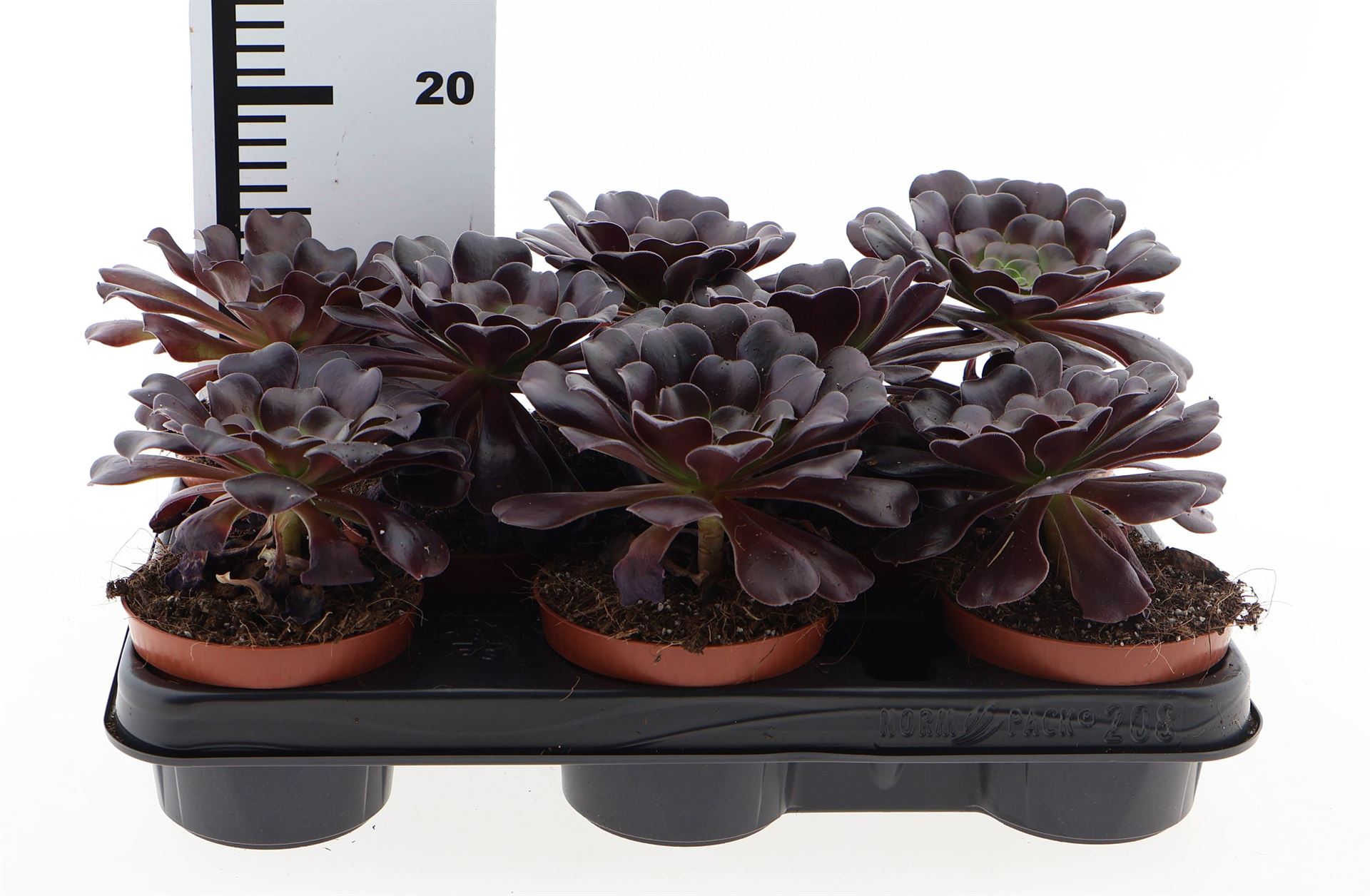 Aeonium Arboreum 10Ø 12cm