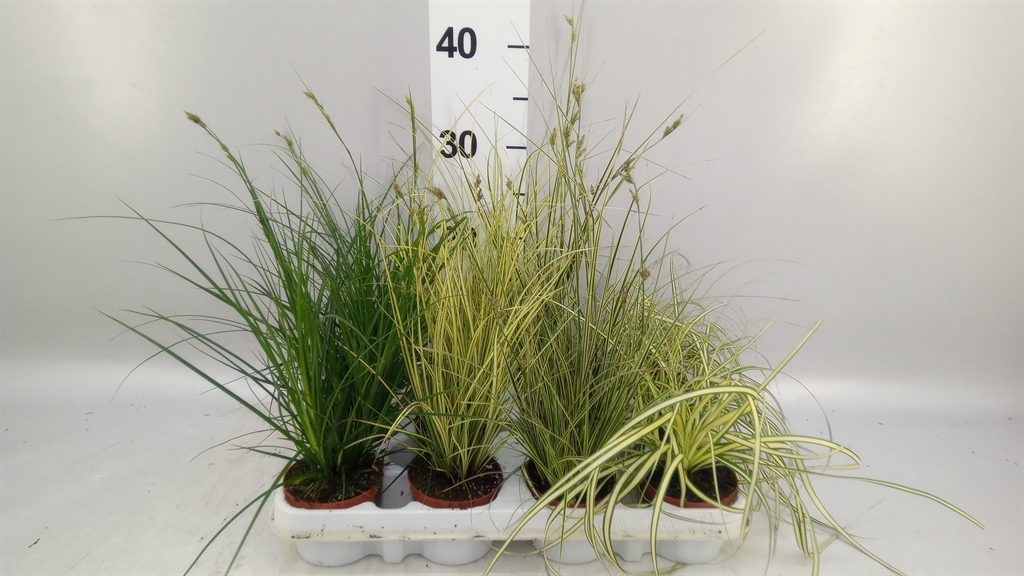 Carex Mix 8Ø 15cm