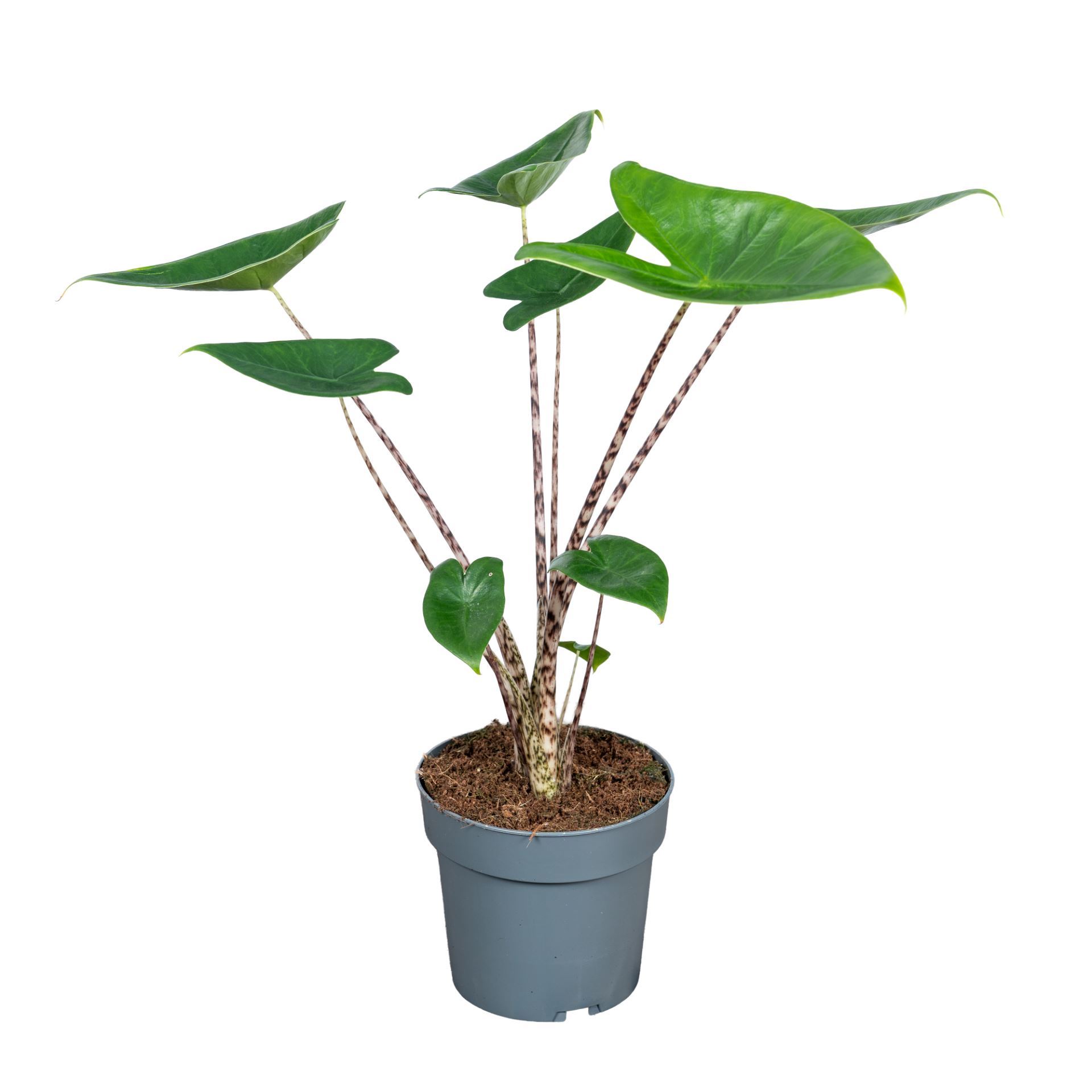 Aloc Zebrina 14Ø 60cm