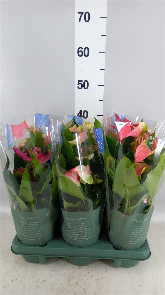 Anthurium Mix 12Ø 43cm