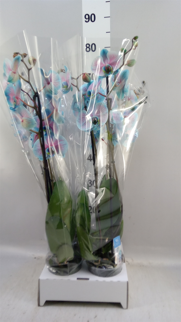 Phal Ov 12Ø 55cm