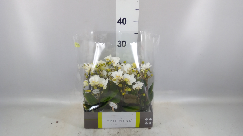 Phal Mf Ov Wit 7Ø 25cm