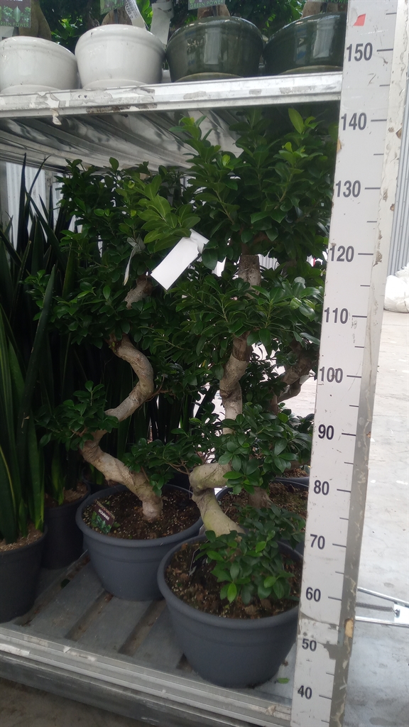 Ficus Microcarpa Ginseng 35Ø 115cm