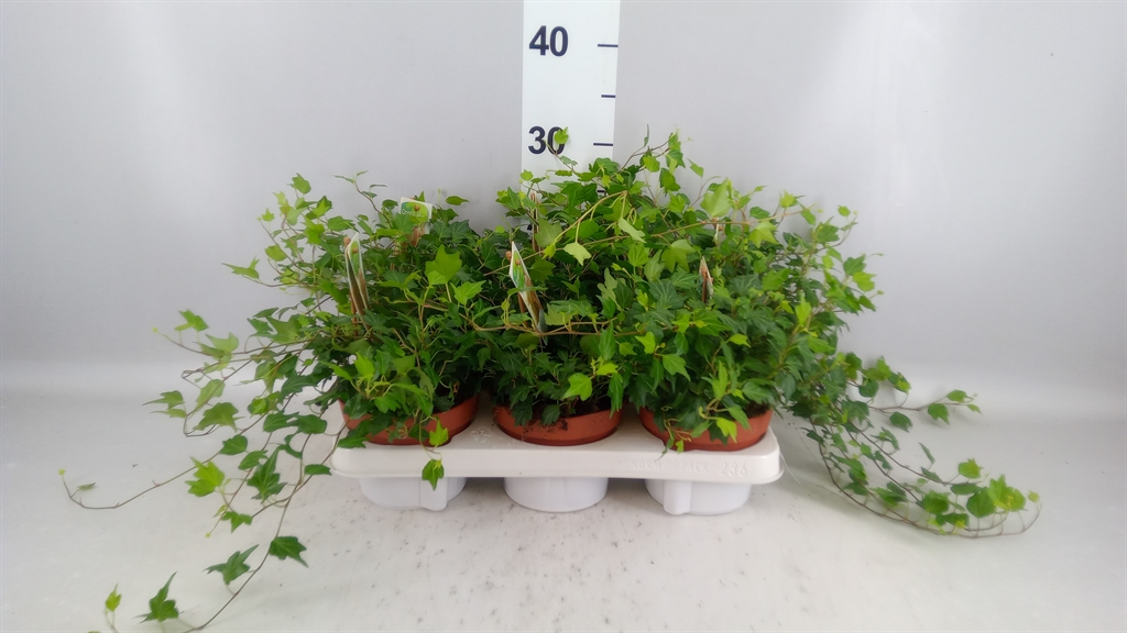 Hedera Helix Jessica 13Ø 15cm