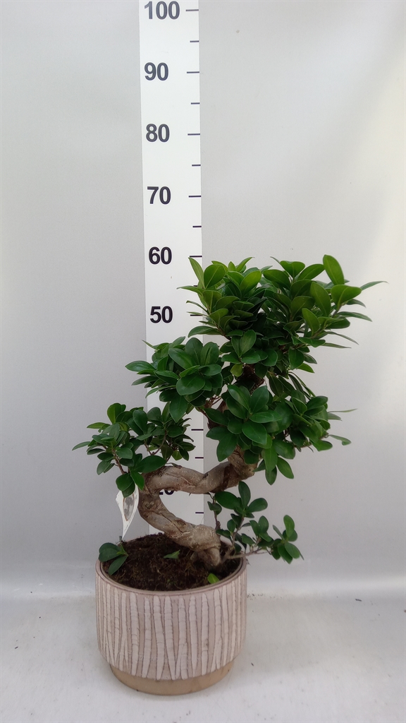 Ficus Microcarpa Ginseng 22Ø 55cm