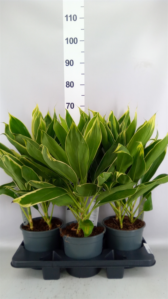Cordyline Conga 19Ø 60cm