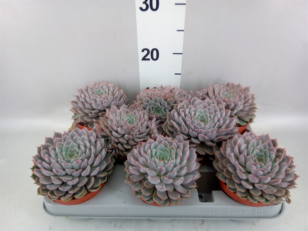 Echeveria Cuspidata 10Ø 10cm