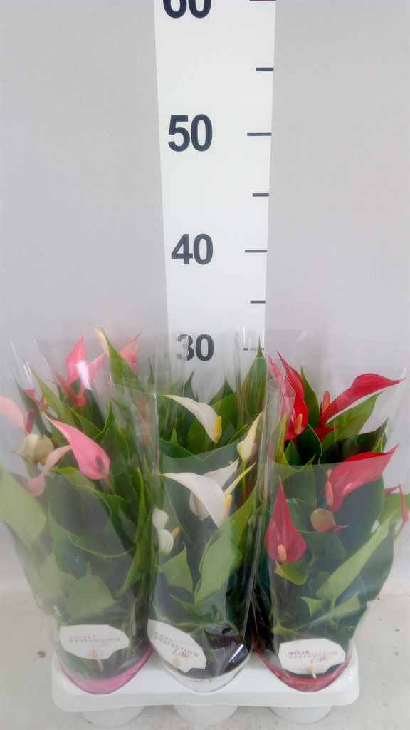 Anthurium Mix 9Ø 30cm