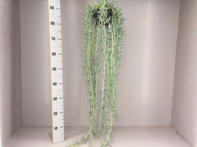 Senec Overig 14Ø 70cm