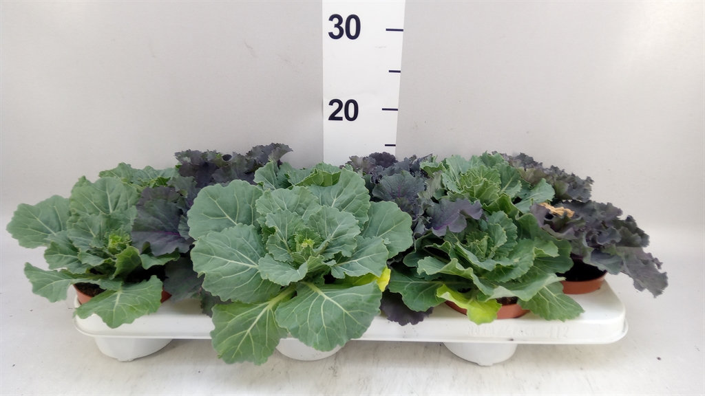 Brassica Oleracea 10Ø 15cm