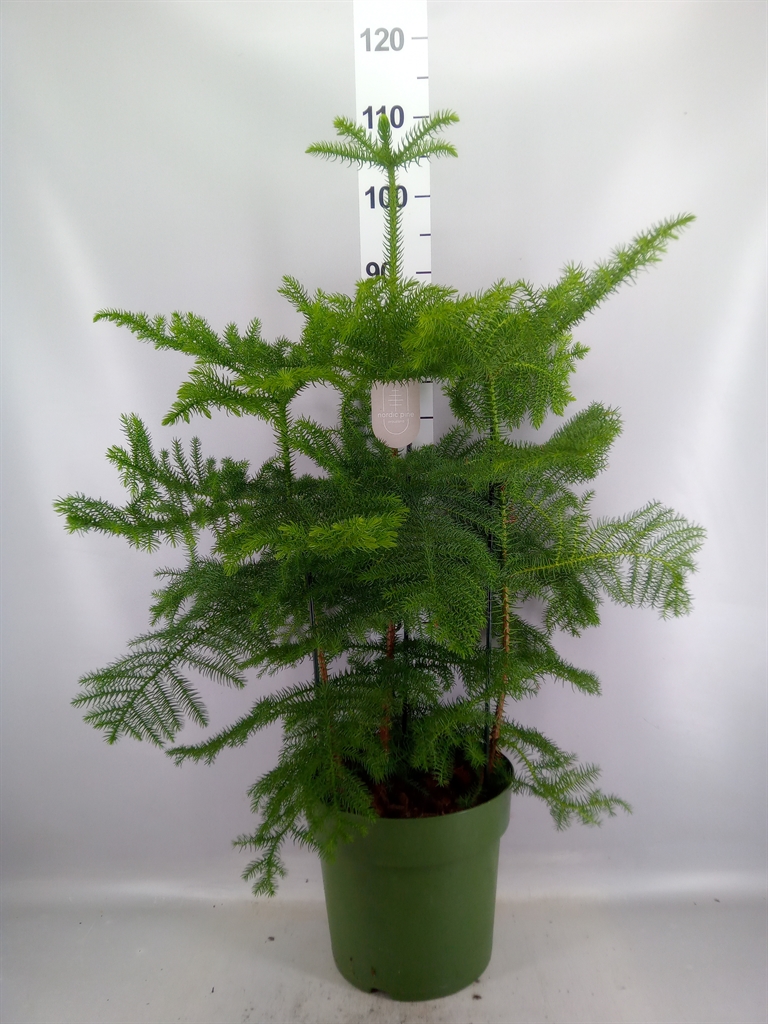 Araucaria Heterophylla 27Ø 100cm